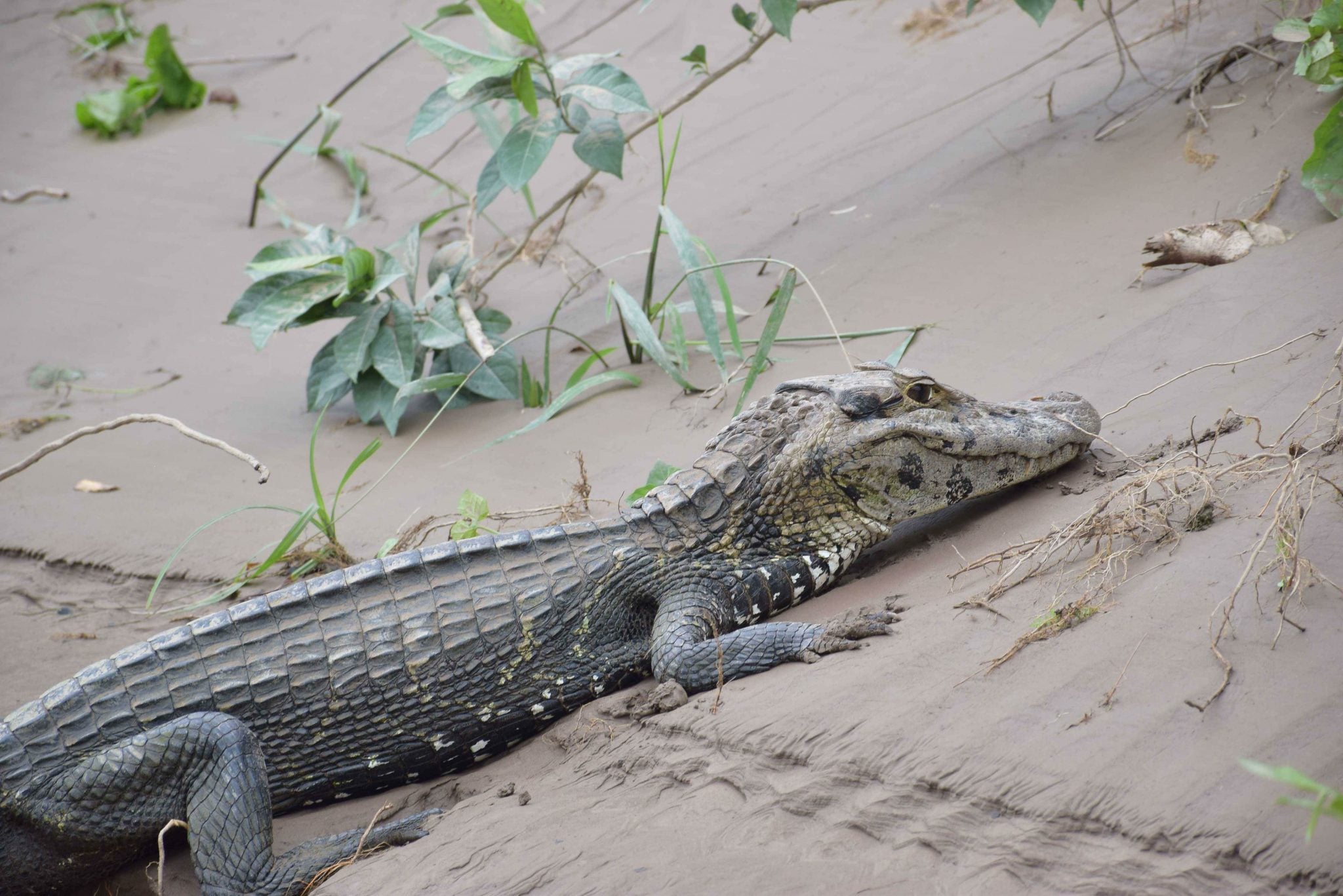 ULTIMATE Guide to Puerto Maldonado, Peru (and the Amazon Jungle!)