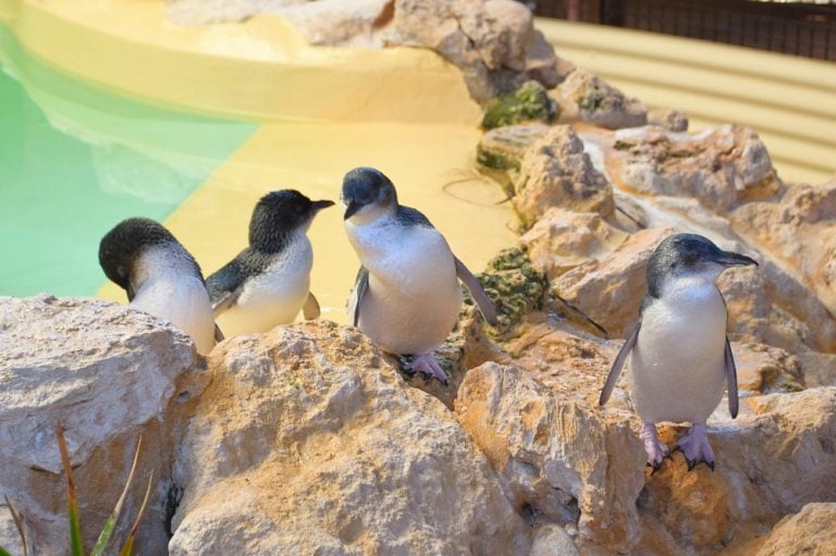 some of the Penguins on Penguin Island Perth