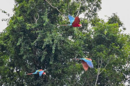 ULTIMATE Guide to Puerto Maldonado, Peru (and the Amazon Jungle!)