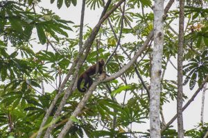 ULTIMATE Guide to Puerto Maldonado, Peru (and the Amazon Jungle!)