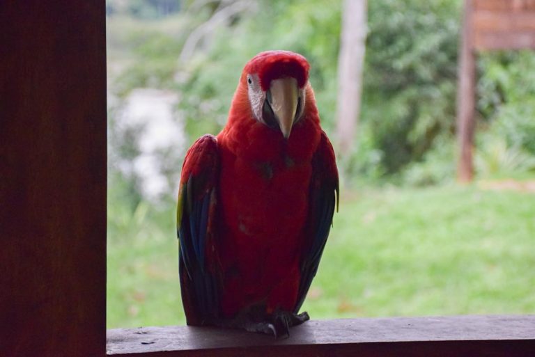ULTIMATE Guide to Puerto Maldonado, Peru (and the Amazon Jungle!)