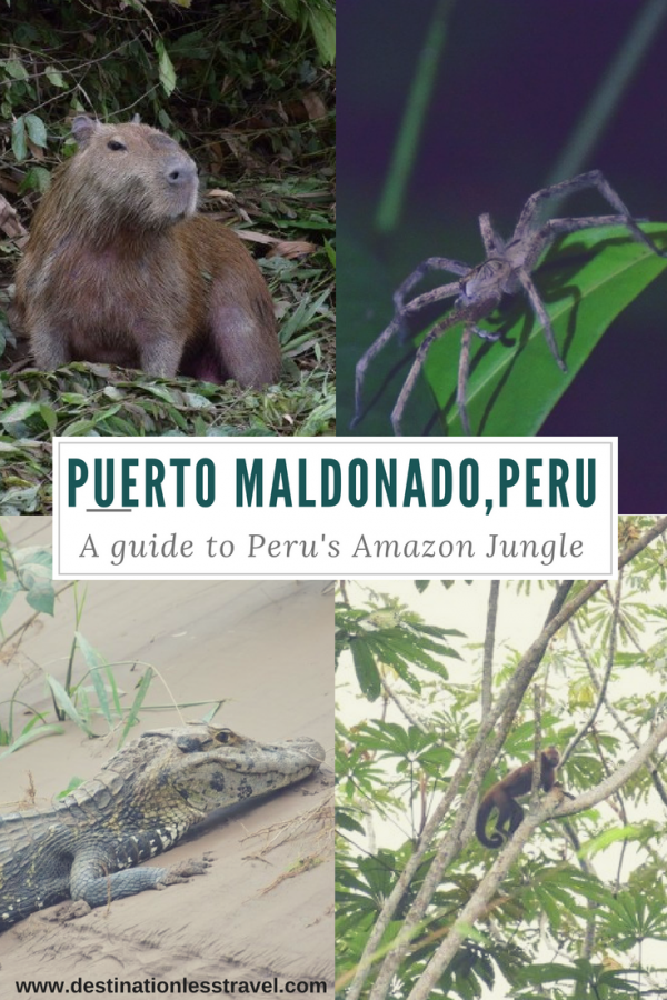 ULTIMATE Guide to Puerto Maldonado, Peru (and the Amazon Jungle!)