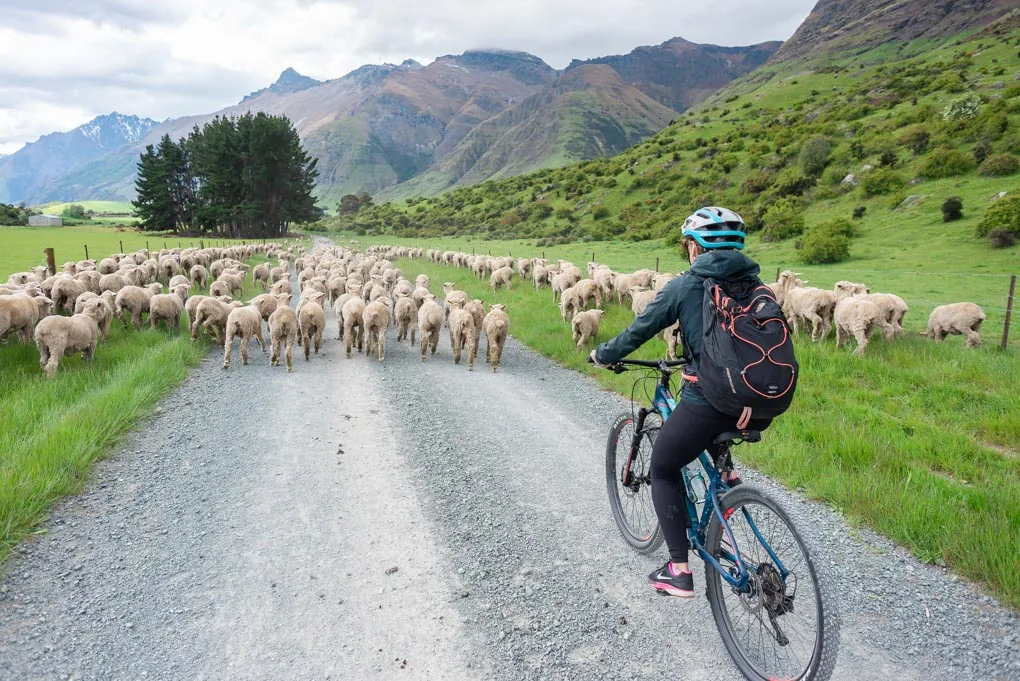 Bailey rides through a herd of sheep on the Station 2 Station bike trail in Queenstown