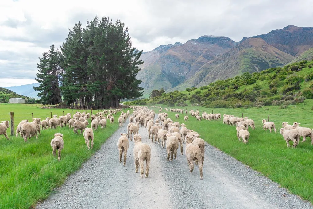 A herd of sheep on at the Walter Peak Station