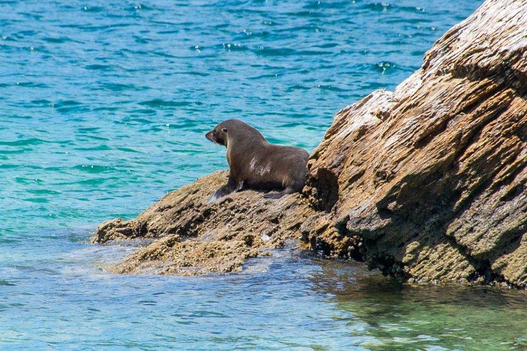 A seal sits on a rock in the Marlborough Sounds on our Marlborough Sounds cruise.