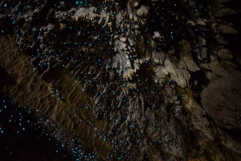 Glow worms in the waipu Caves, New Zealand