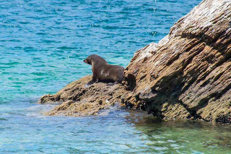 Seal watching in the Marlborough Sounds New Zealand