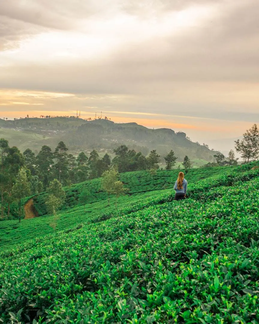 Bailey walking the Lipton Seat Tea fields to the tea factory 