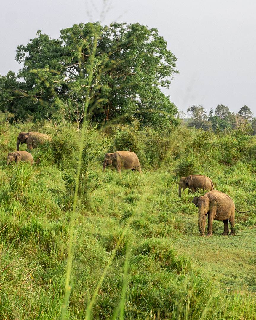 Elephants roaming in Sri Lanka