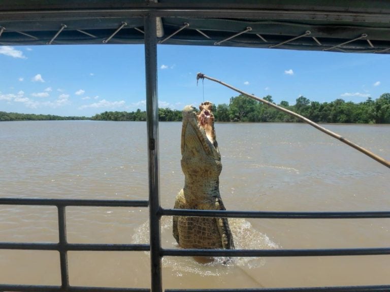 The BEST Jumping Croc Cruise in Darwin: Our Absolute Favorite Tour & Why!