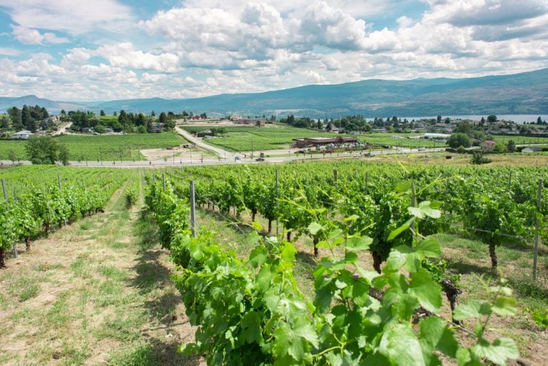 5 Absolute BEST Wine Tours in Kelowna +Our Personal Review