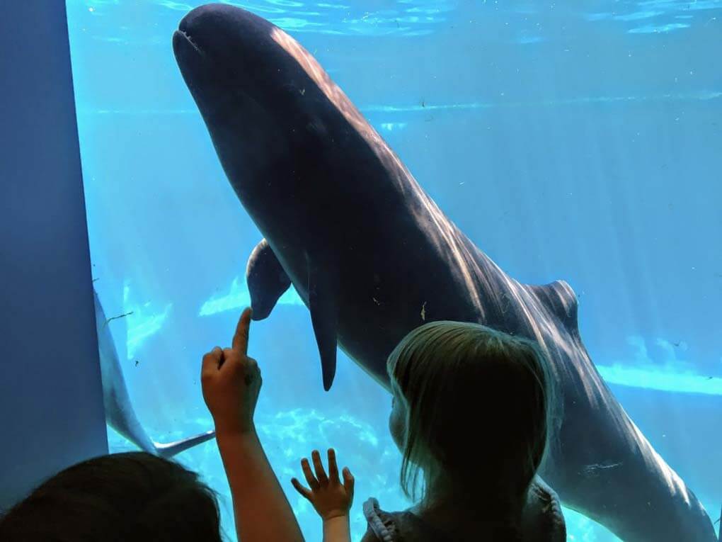 A whale at the Vancouver Aquarium swims up to the glass