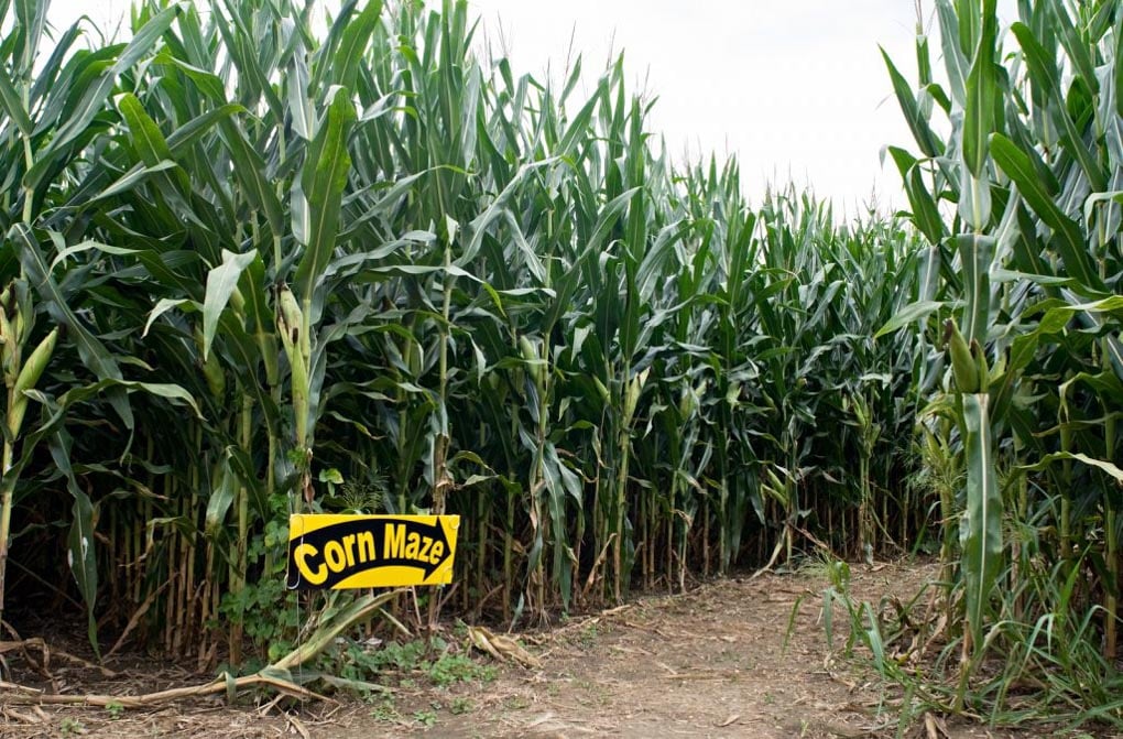 The start of a corn maze in Saskatoon, SK