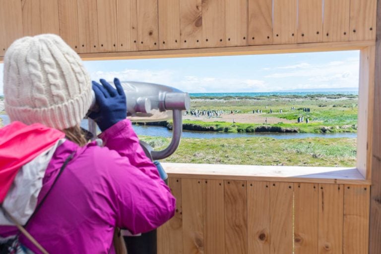 looking at penguins in punta arenas chile on a penguin tour