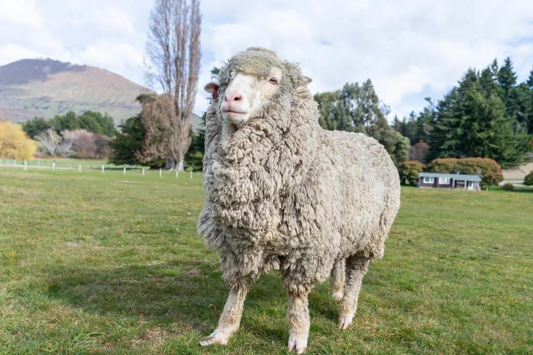 The Mt Nicholas Farm Experience: Touring a Real New Zealand Wool Farm