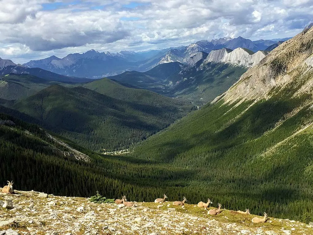Views of the valley on the Skyline Trail in Jasper National Park