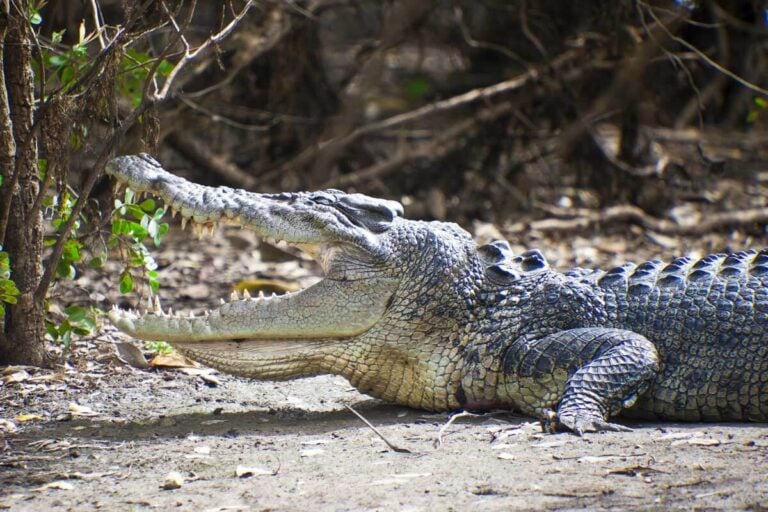 A large crocodile seen near Darwin Australia during the day