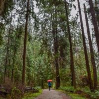 Wandering Stanley Park while its raining in Vancouver