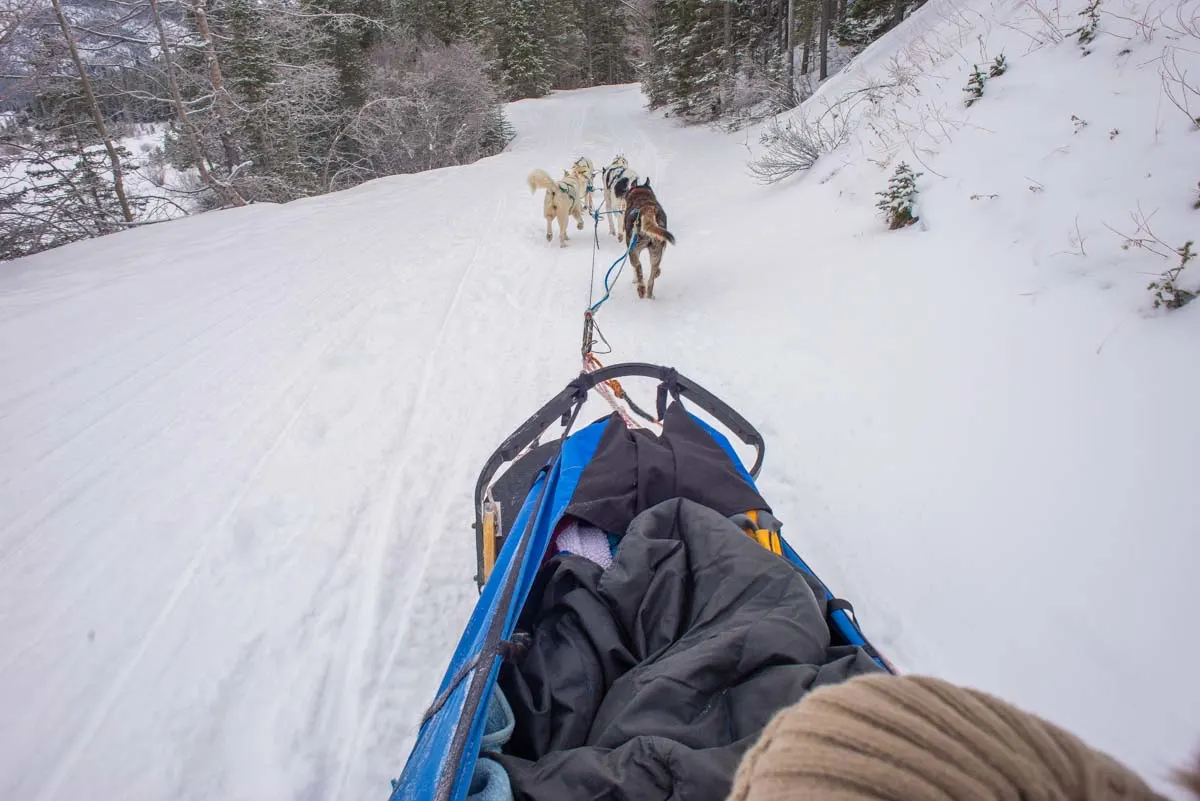 Dog sledding in Revelstoke, BC