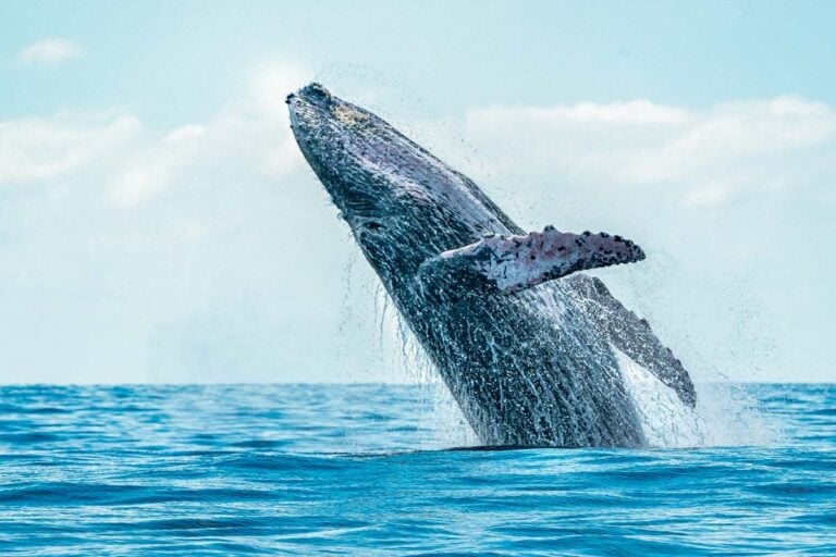 A whales jumps from the water on a whale watching tour in Puerto Vallarta, Mexico