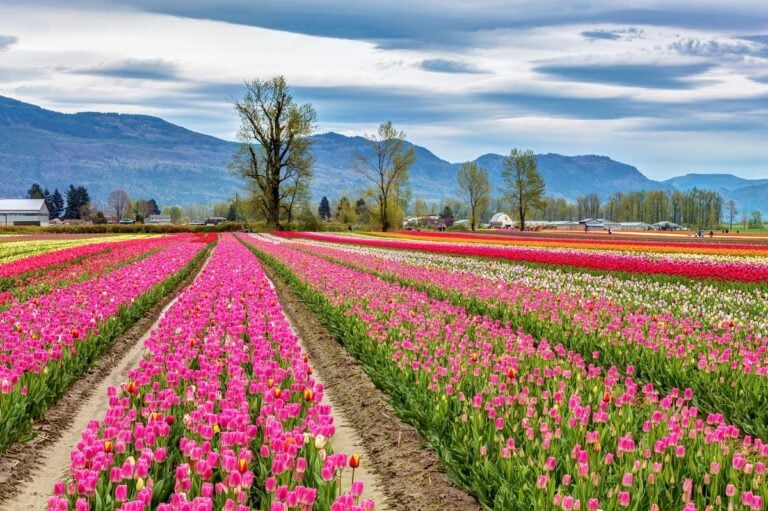 tulips-in-Chilliwack-bc