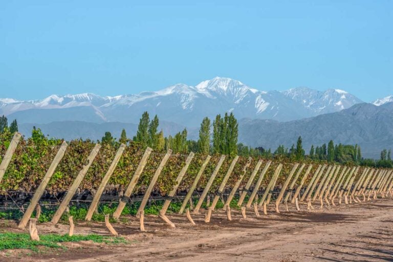Grape vines with a mountain backdrop in Mendoza, Argentina