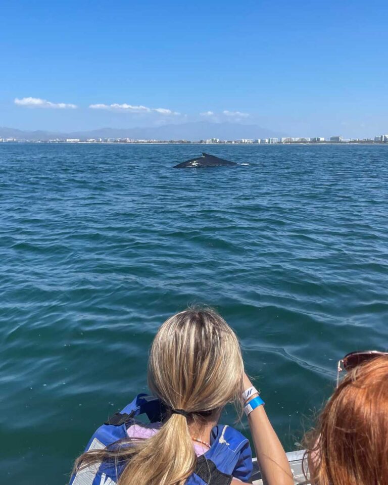 10 Things to KNOW Before Going Whale Watching in Puerto Vallarta