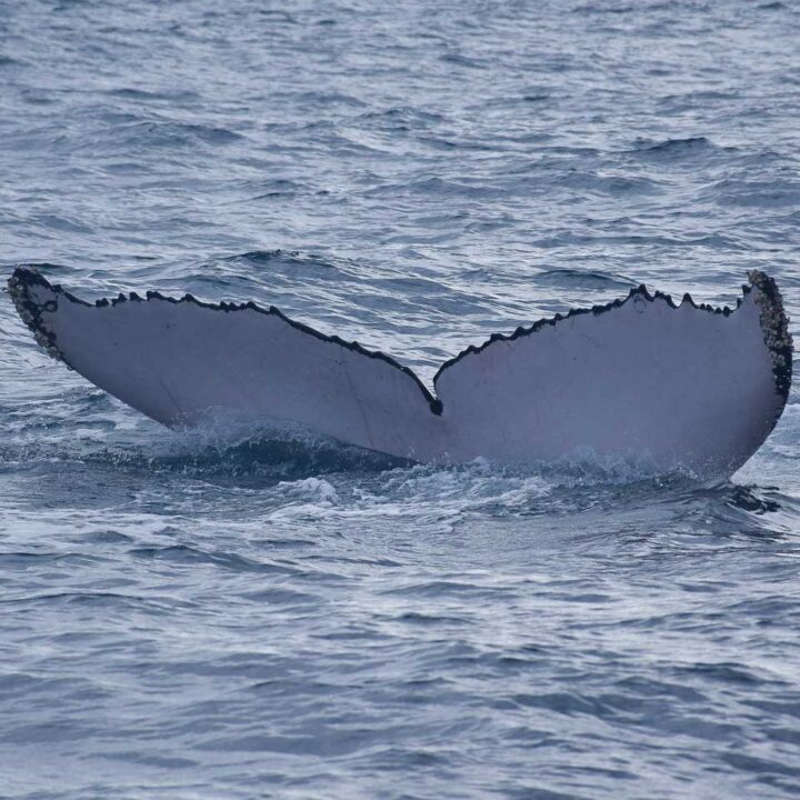Whale tail out of water in the Bay of Banderas, Puerto Vallarta, Mexico