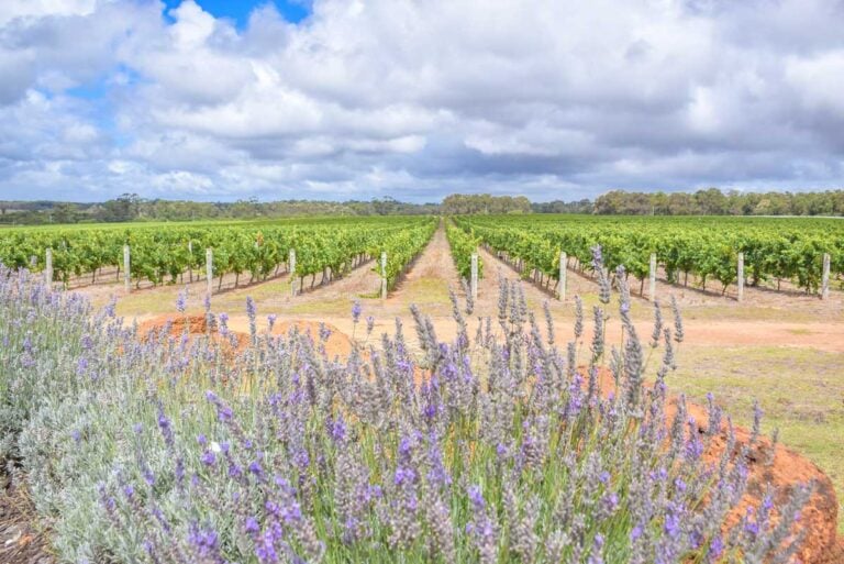Lavender and grape vines in Margaret River