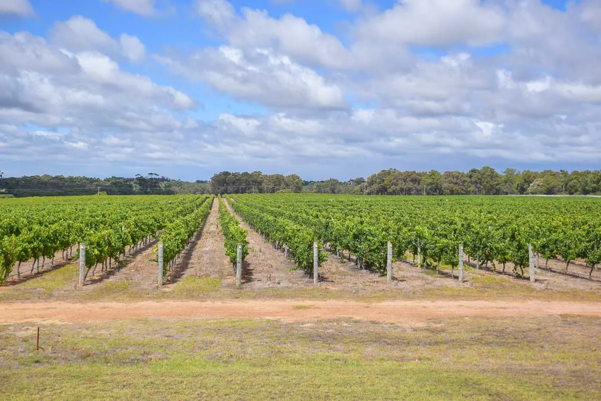 7 BEST Margaret River Tours from Perth to Make Your Holiday Effortless