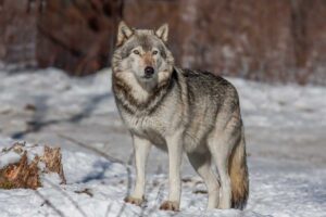 15 Must-See Animals in Banff National Park and Where to See Them!