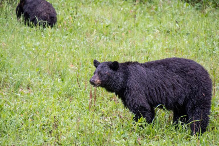 15 Must-See Animals in Banff National Park and Where to See Them!