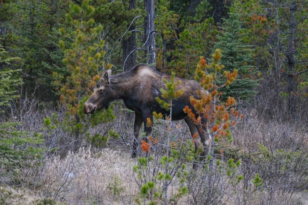 15 MustSee Animals in Banff National Park and Where to See Them!