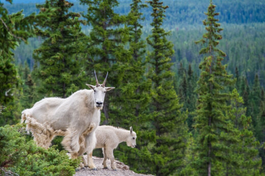 15 Must-See Animals in Banff National Park and Where to See Them!