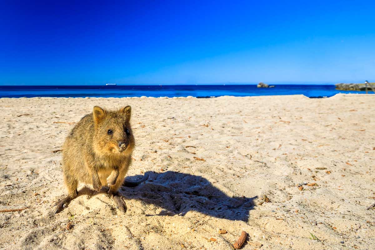 22 BEST Things to do on Rottnest Island