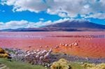 view of the red lake Laguna Colorada with many flamingos in Bolivia