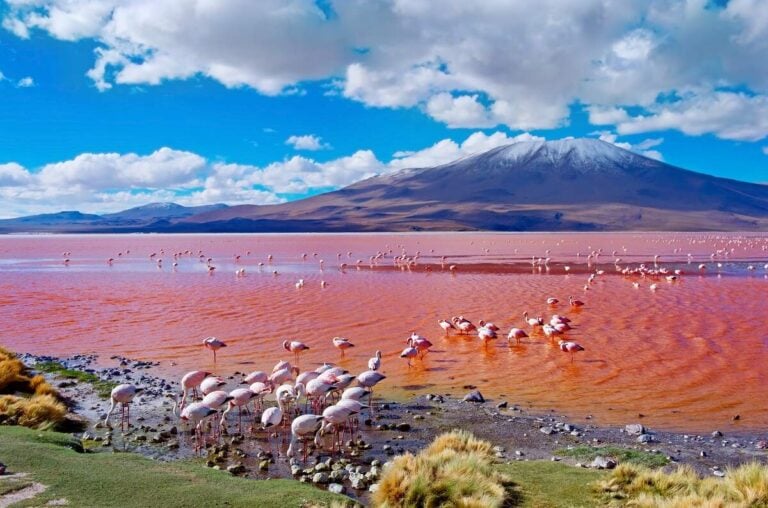 view of the red lake Laguna Colorada with many flamingos in Bolivia