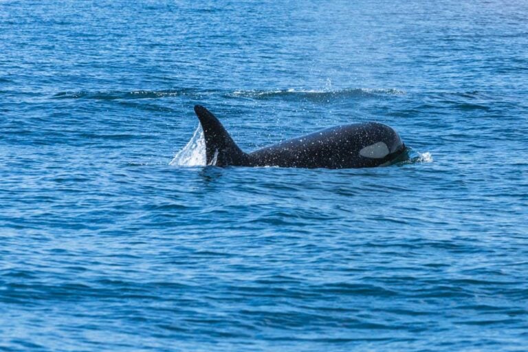 An orca swims through the water off the coast of British Columbia