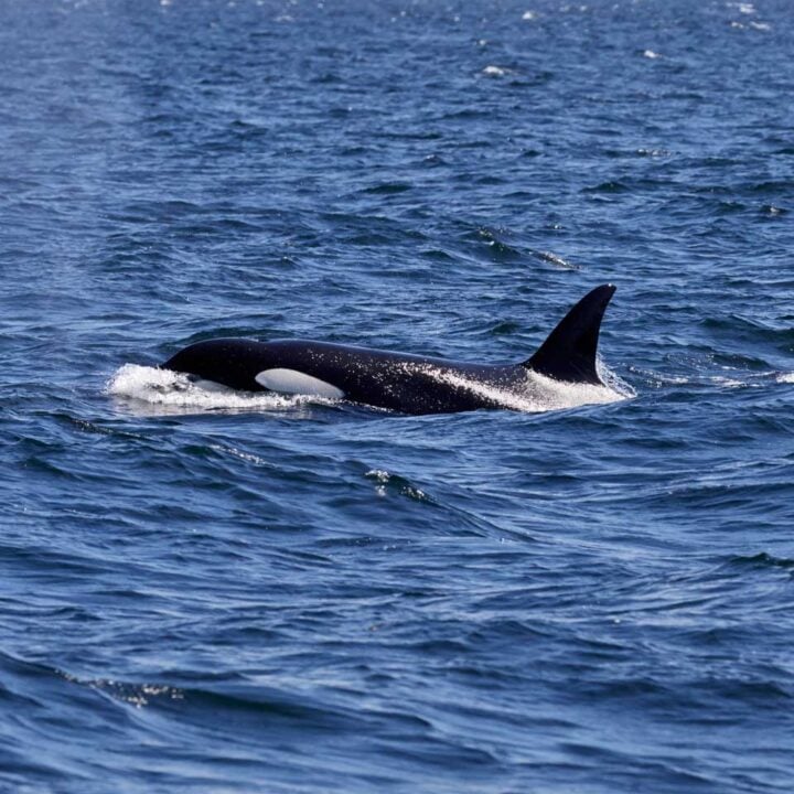 An orca swims in the ocean near Victoria on a whale watching tour