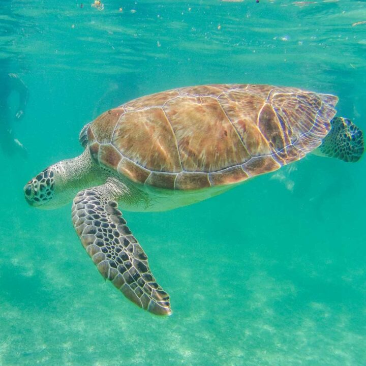 A large turtle at Akumal Beach