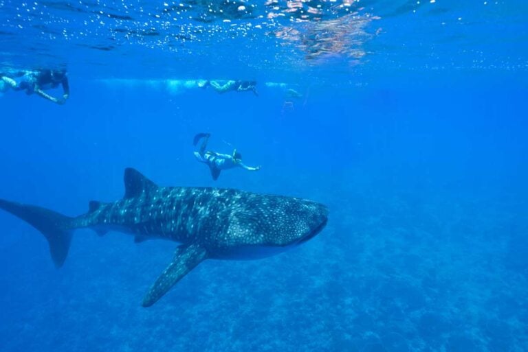 Tourists snorkel next to Whale Shark off the coast of Tulum, Mexico
