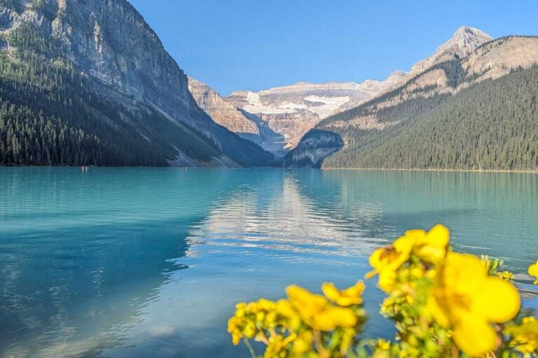 Yellow flowers and blue water at Lake Louise