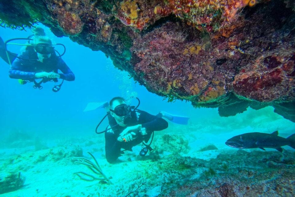 12 Things to KNOW Before Going Scuba Diving in Cabo San Lucas ...