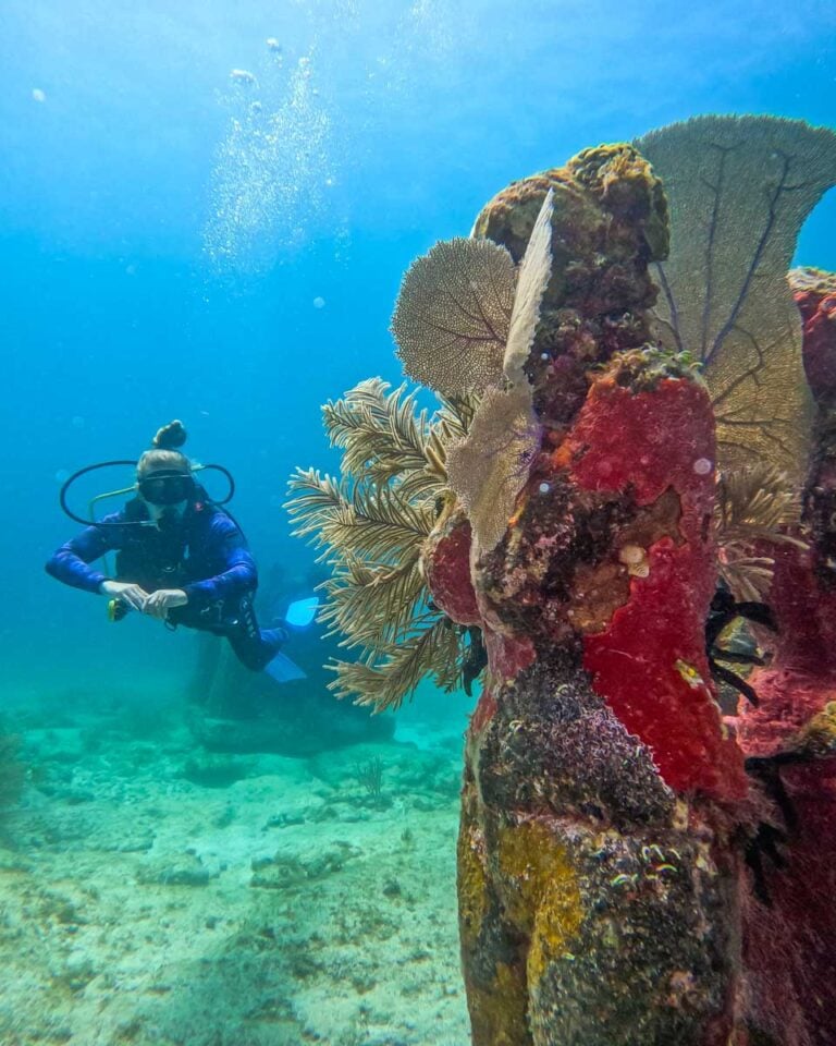 12 Things to KNOW Before Going Scuba Diving in Puerto Morelos, Mexico