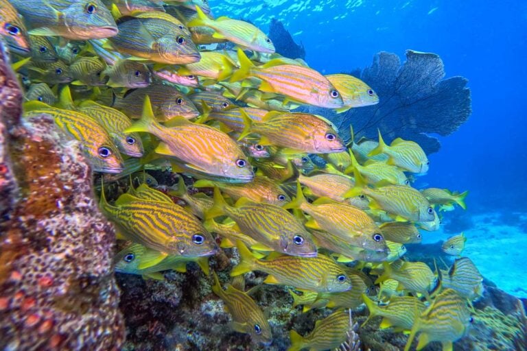 School of tropical fish while scuba diving in Isla Mujeres, Mexico