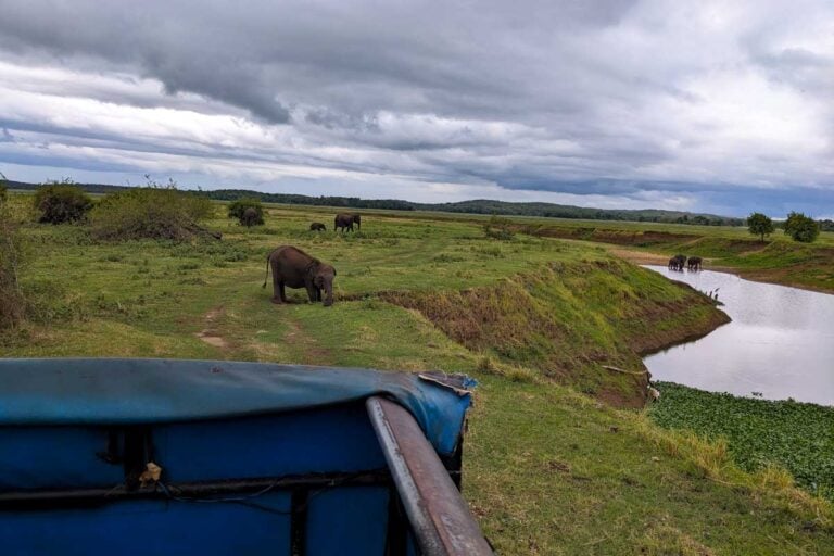 A wild elephant walks down a hill to the river nearby at Minneriya National Park Sri Lanka