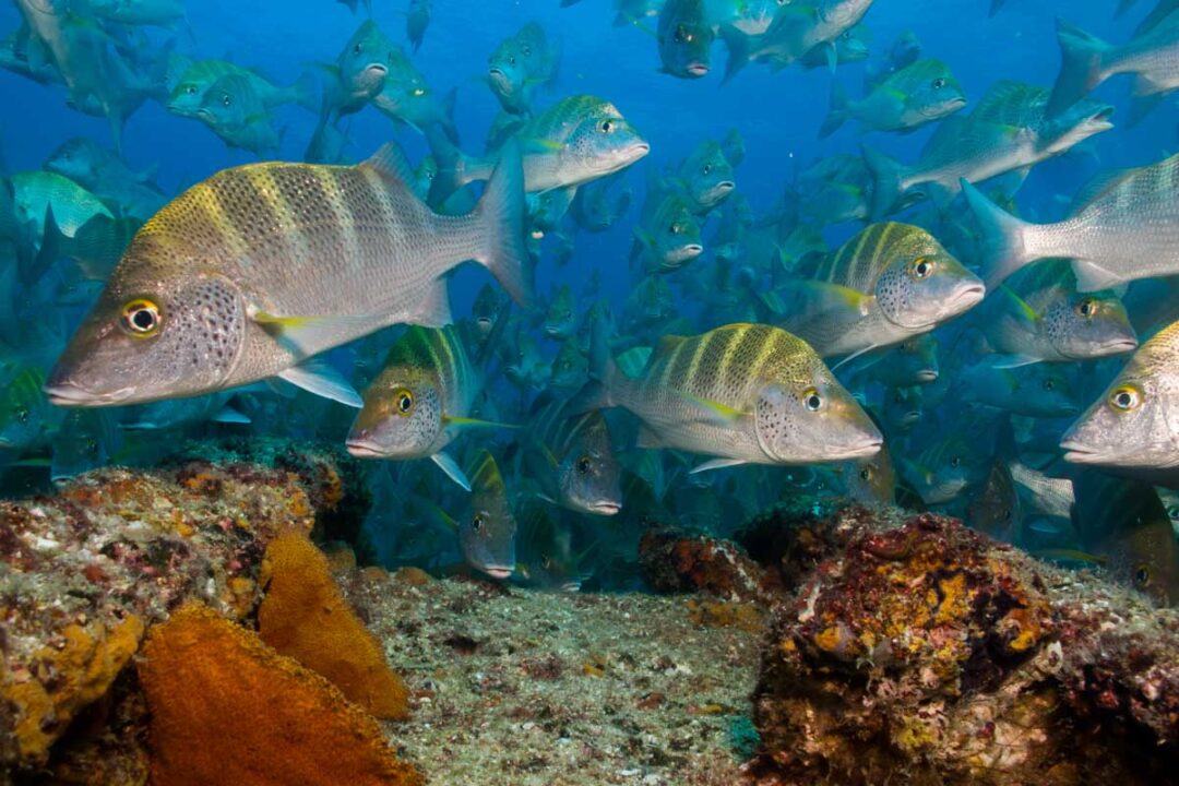 12 Things to KNOW Before Snorkeling in Cabo San Lucas, Mexico