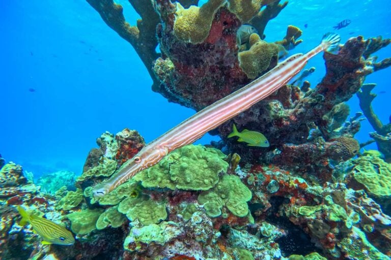 Long thin fish swims past while snorkeling in Puerto Vallarta, Mexico