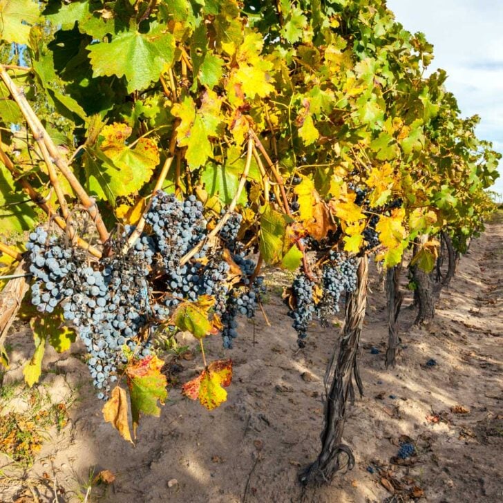 Grapes on a wine in Mendoza, Argentina
