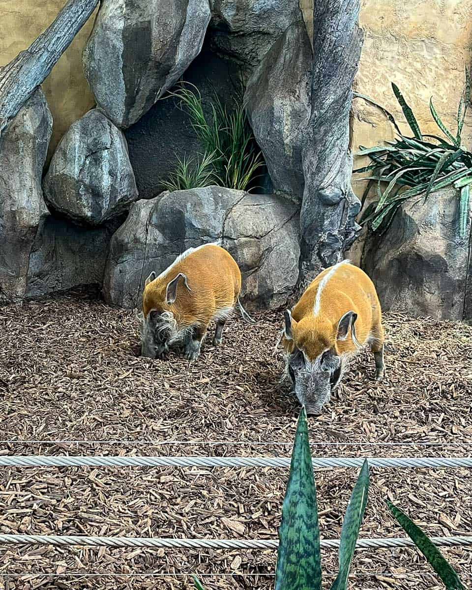 Small boar at the calgary zoo in Calgary AB Canada